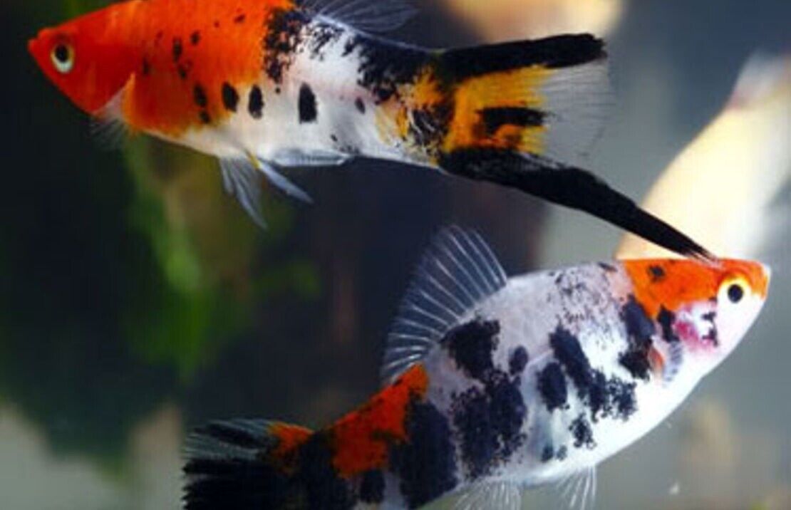 5 Tri Color Koi Swordtail Freshwater Live Tropical Aquarium Fish Live Fish