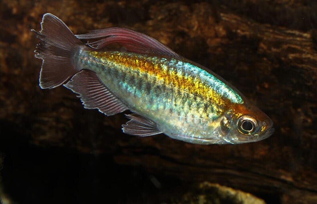 3x Blue Congo Tetra - Medium Size hard to get Tropical Aquarium Live Fish!