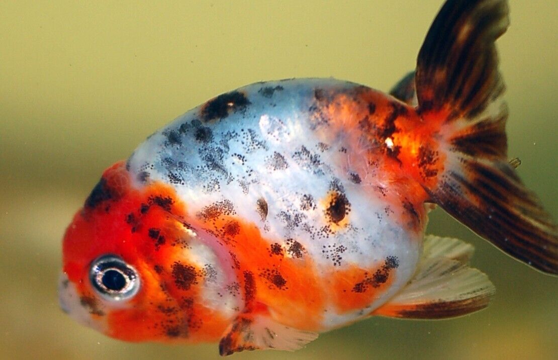 3x  (2"-2.5"+) Assorted Fantail Ranchu Mix CUTE Great Goldfish Healthy Live Fish