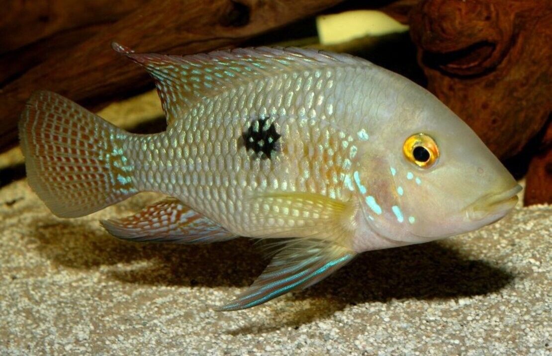 1x GEOPHAGUS BRASILIENSIS CICHLID 3.5" to 4" Beautiful Pearl Cichlid Live Fish