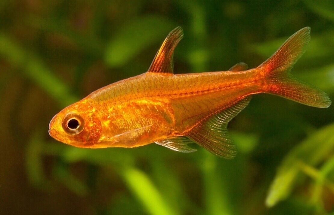 (12) Fire Ember Tetra - Ignite Your Aquarium with Fiery Beauty!🐟 Live Nano Fish