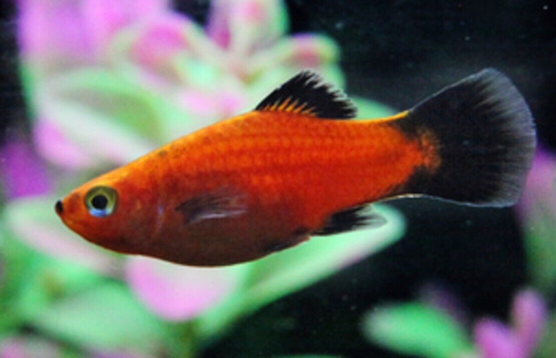 6 Pack Coral Red Mickey Mouse Platys - Stunning Freshwater Aquarium Fish!