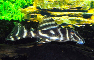 Zebra Pleco L129 Colombia Small Size - 1-1.5" Live Fish Fast Shipping