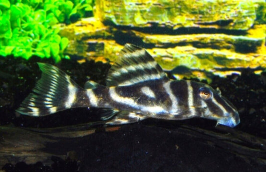 Zebra Pleco L129 Colombia Small Size - 1-1.5" Live Fish Fast Shipping