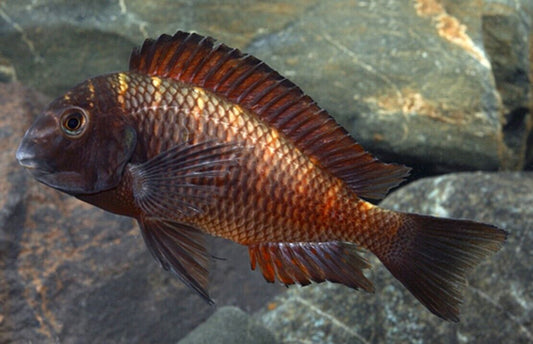 2"+ Firecracker Tropheus RARE Stunning Live Fish Unique African Cichlid Species