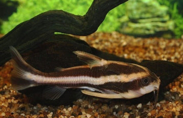 3x STRIPED RAPHAEL CATFISH 2-3" Live Fish Fast Shipping  Healthy Hard to find