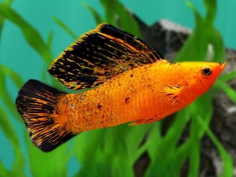 ✔ 3 MALE Red Leopard Sailfin Molly - Awesome Healthy Lively ! 🌿 Live Fish