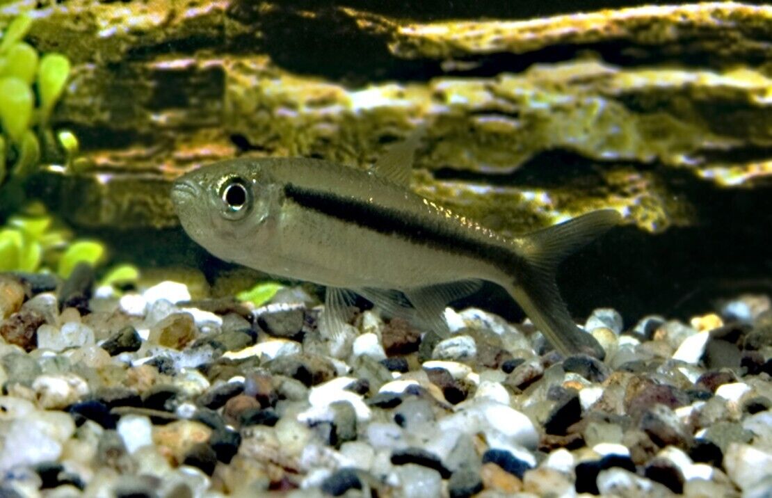 12🌟 Penguin Tetra - The Charming Dancers of the Aquarium! ( Thayeria boehlkei )