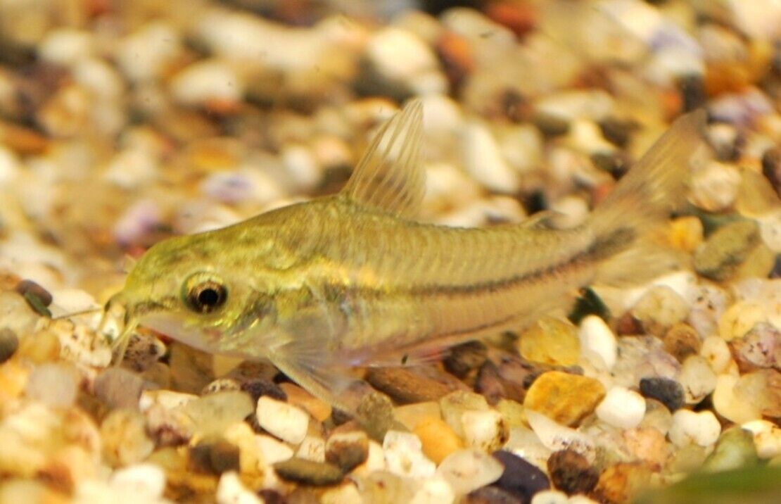 🐟 12x Pygmy Corydoras - Tiny Wonders of Your Aquarium! 🌈CRAZY PRICE Wild