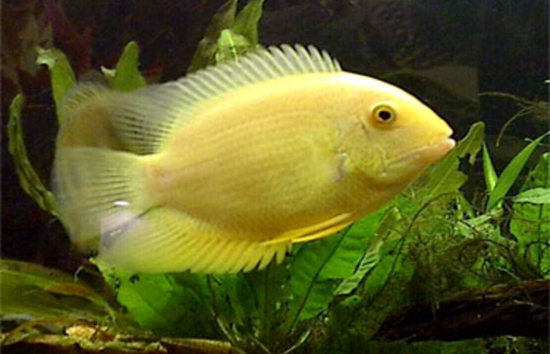 2x Gold Severum 1.5" RARE Limited quantity Fast Ship Live Fish