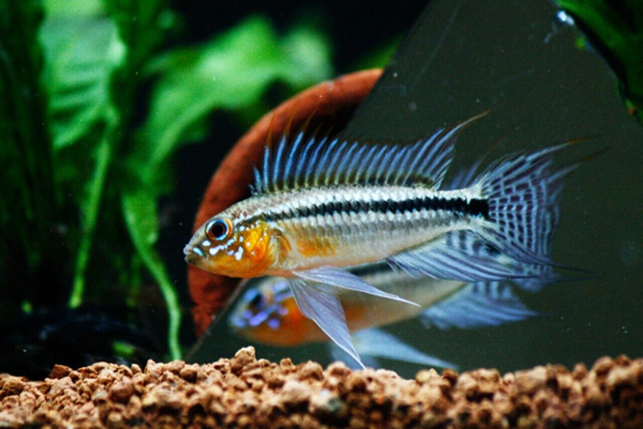 1 PAIR Apistogramma Bitaeniata Dwarf Cichlids! Live Fish Juvenile Fish