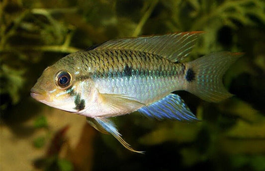 1 PAIR Apistogramma steindachneri Live Fish Tropical Aquarium Fish Beautiful