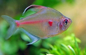 6 Bleeding Heart Brazil Tetras Hard to Find- Stunning Tetra Fish Live Fish RARE