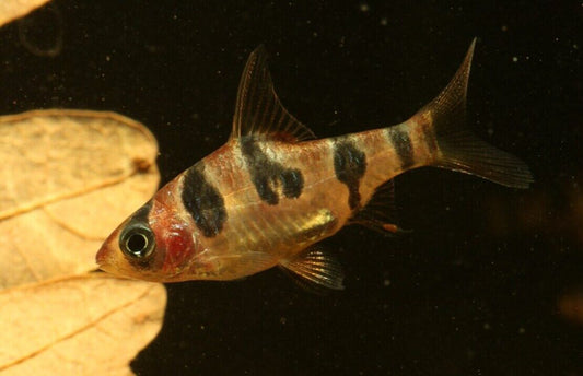 3x, 6x, Orange Rhombo Barb RARE live fish beautiful active Barb for collectors