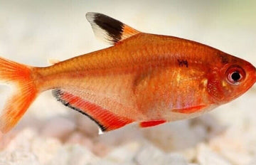 12 Vibrant Serpae Tetras - Stunning Colors, Shoaling Live Fish! FAST SHIPPING