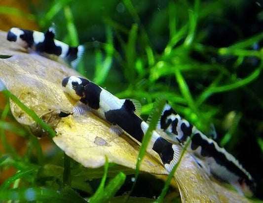 2 pk  - Panda Loach - Delightfully Fun addition to any tank! Live Fish WOW