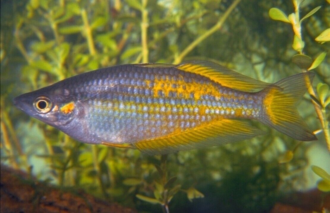 2 PACK Parkinson Rainbow - Rainbowfish live Fish Tropical Aquarium Fish