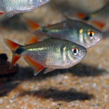 🌟 12 Buenos Aires Tetras Med-Large  Stunning Live Fish Fast Ship active healthy