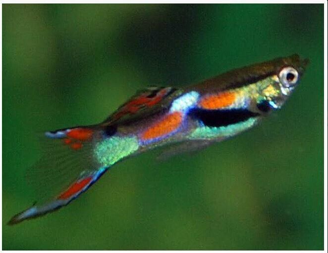 12x Endleri Guppy MALES (Endler) - Energetic Lively Bright colors! 🌿 Live Fish