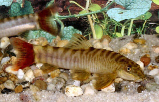 2x 🌟 Red Tail Zebra Loach - Fun Aquatic Enchantment! Live Fish Fast Ship