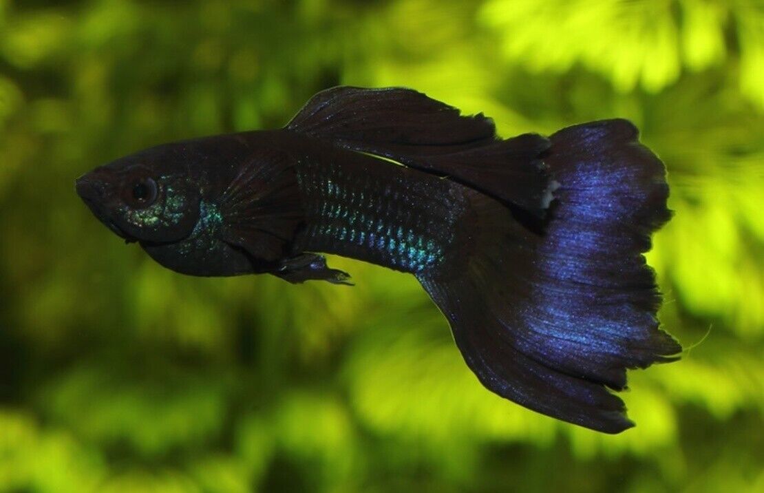 🎩 6x Male Blue Moscow Guppies - Elegance in Rich Delicate Blues! 🌿 Live Fish