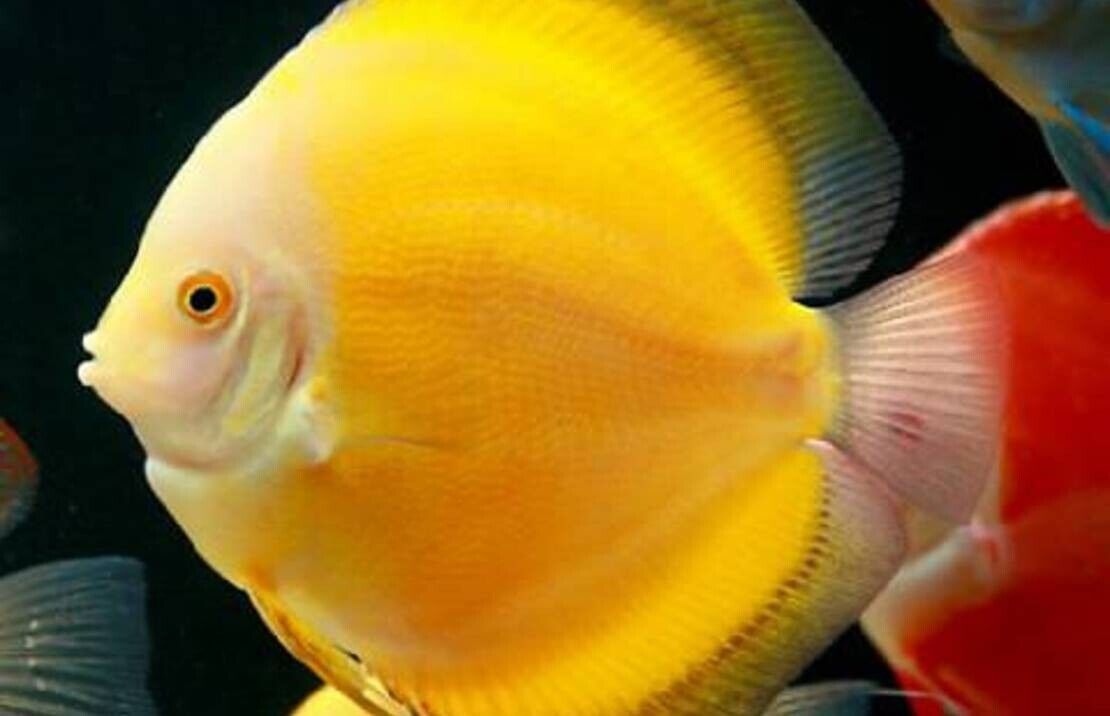 Golden Discus Fish 2.5" Size Body Healthy Live Discus Fish tropical aquarium