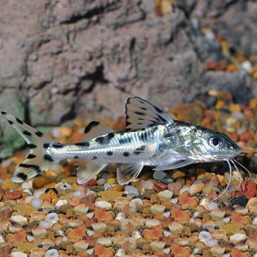 🐟3x Pictus Colombia Catfish MED - Awesome Active Swimmers Live Freshwater Fish