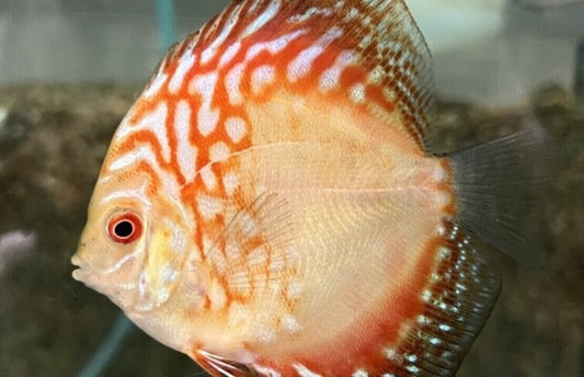 Red Panda Discus Fish 2.5" Size Healthy Live Angel Fish tropical aquarium