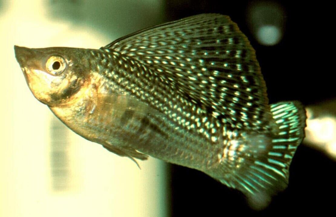 ✔ 3x Green Sailfin Molly - Awesome Healthy Lively Bright ! 🌿 Live Fish