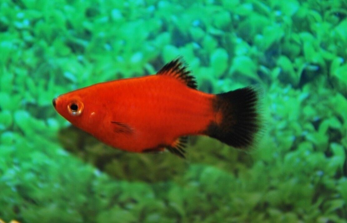 6 Pack Platy Coral Red Wagtail Sphitz - Stunning Freshwater Aquarium Fish!