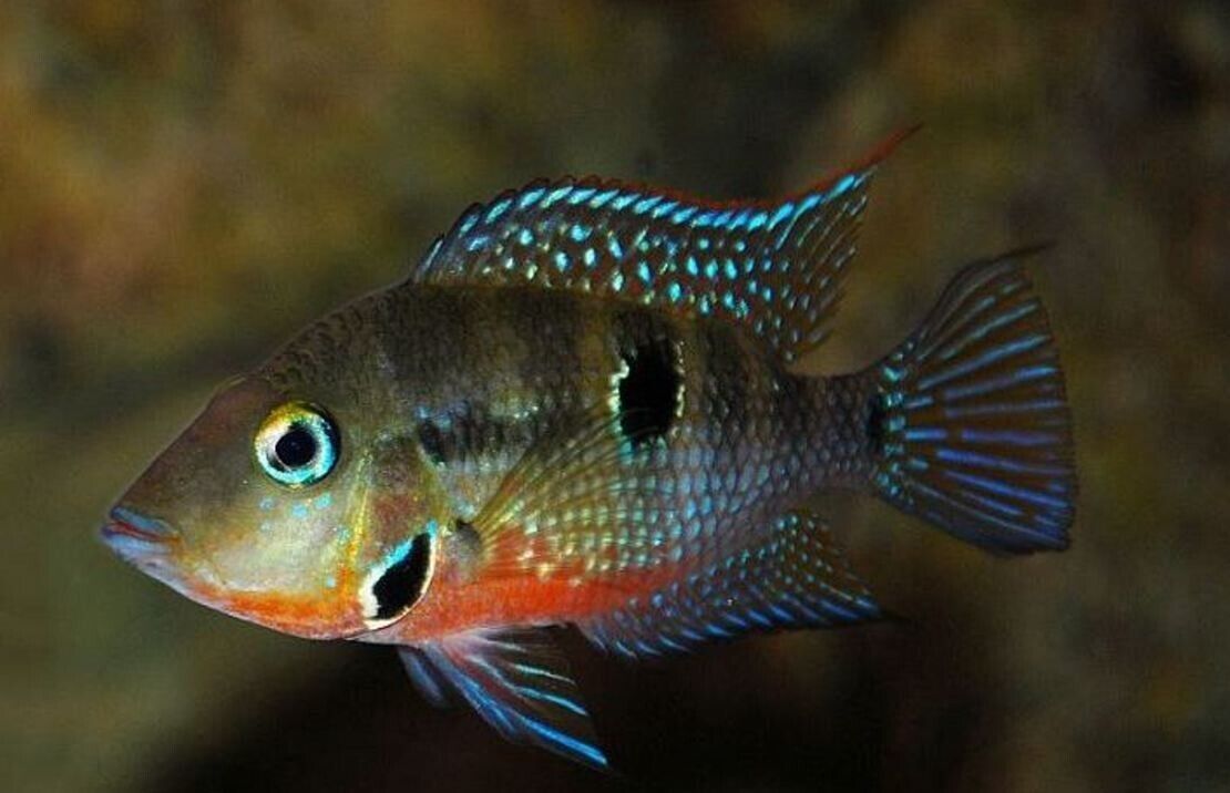 2X Firemouth Cichlids Stunning Live Fish 2 Inch Size African Cichlid Thorichthys