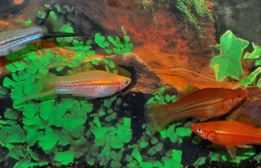 3x 6x or 12x Swordtail Fish Active Healthy Fish Mixed Colors & Genders Live Fish