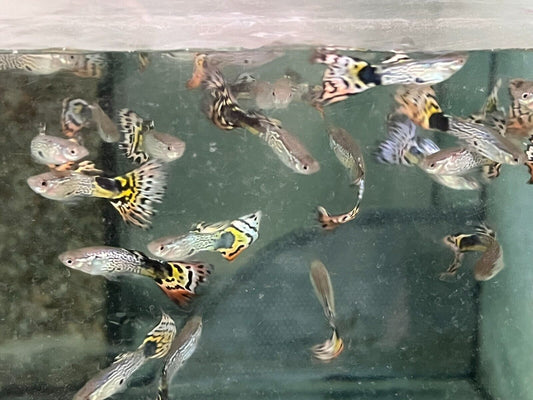 6x NEON TIGER GUPPY MALES Freshwater Live Fish Healthy Beautiful