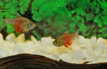 6 Live Orange Flame Von Rio Tetra Premium Freshwater Tropical Fish