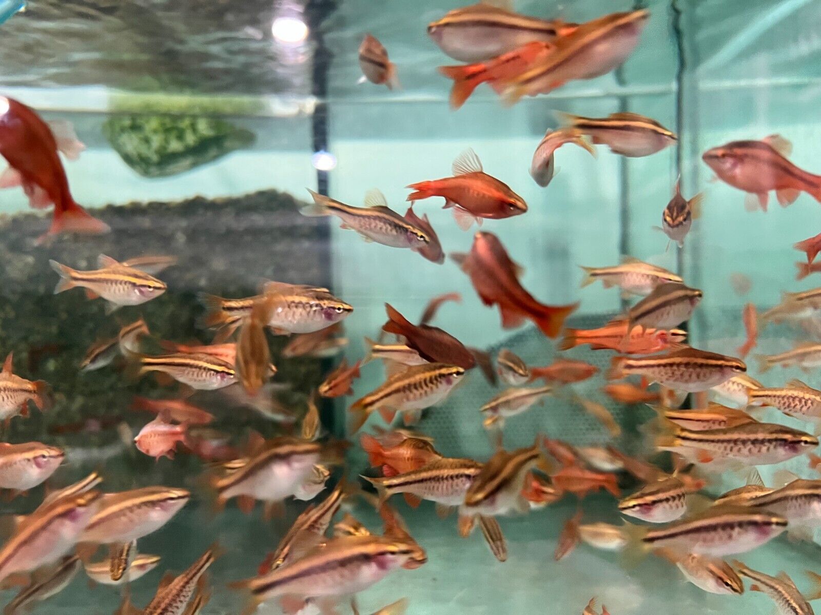 12 Large Cherry Barbs - Peaceful Schooling Live Fish Fast Shipping