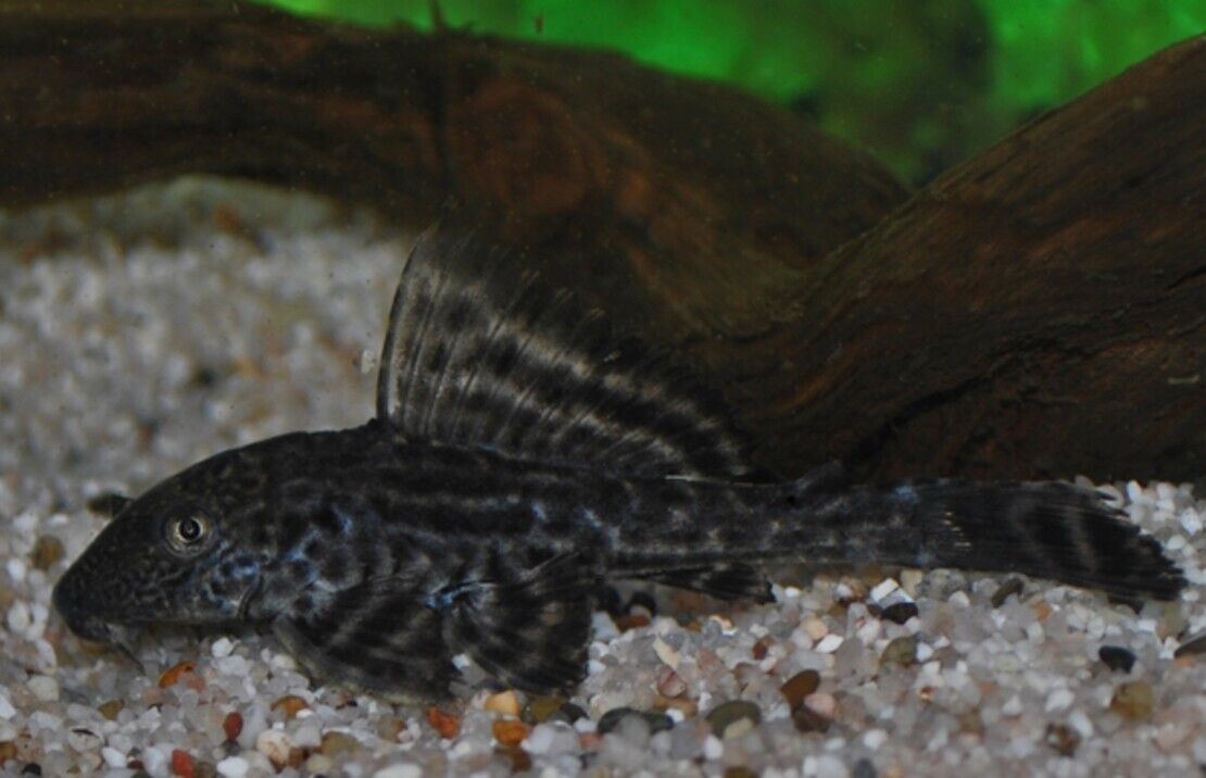 Plecotomus - 1.5" - 2" Live Fish great easy to keep pleco Fast Shipping