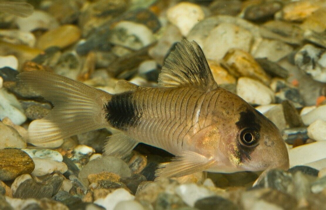 6x Panda Corydoras Peaceful Vibrant Healthy Freshwater Cory Catfish Live Fish