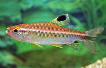 3x Large Red Eye Congo Tetra - RARE hard to get Tropical Aquarium Live Fish!