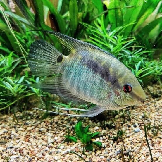 3 Peru Festivum Small CICHLID Beautiful Freshwater Aquarium Live Fish