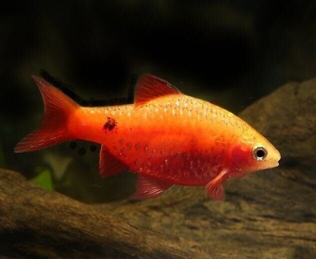 5 Red Glass Barbs Medium Live Aquarium Fish Community tank schooling live fish