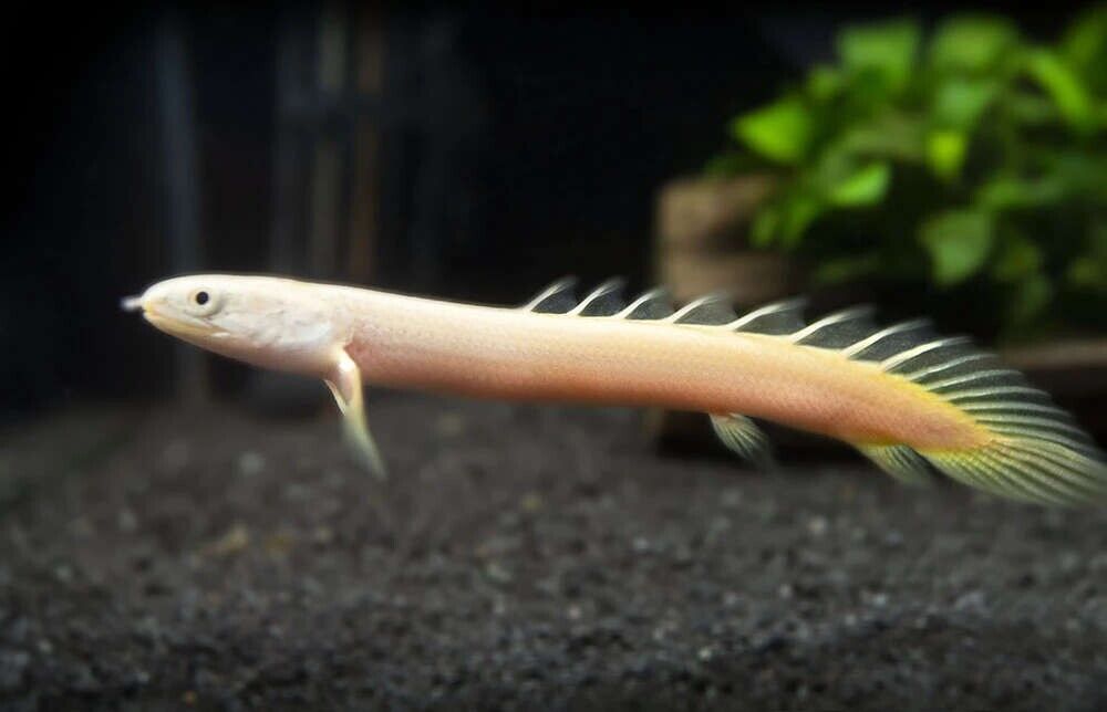 Albino Senegal Bichir 2.5 - 3" Polypterus ornatipinnis Aquarium Fish Lively