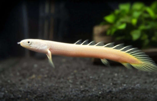 Albino Senegal Bichir 2.5 - 3" Polypterus ornatipinnis Aquarium Fish Lively