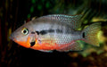 2X Firemouth Cichlids Stunning Live Fish 2 Inch Size African Cichlid Thorichthys