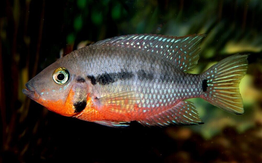 2X Firemouth Cichlids Stunning Live Fish 2 Inch Size African Cichlid Thorichthys