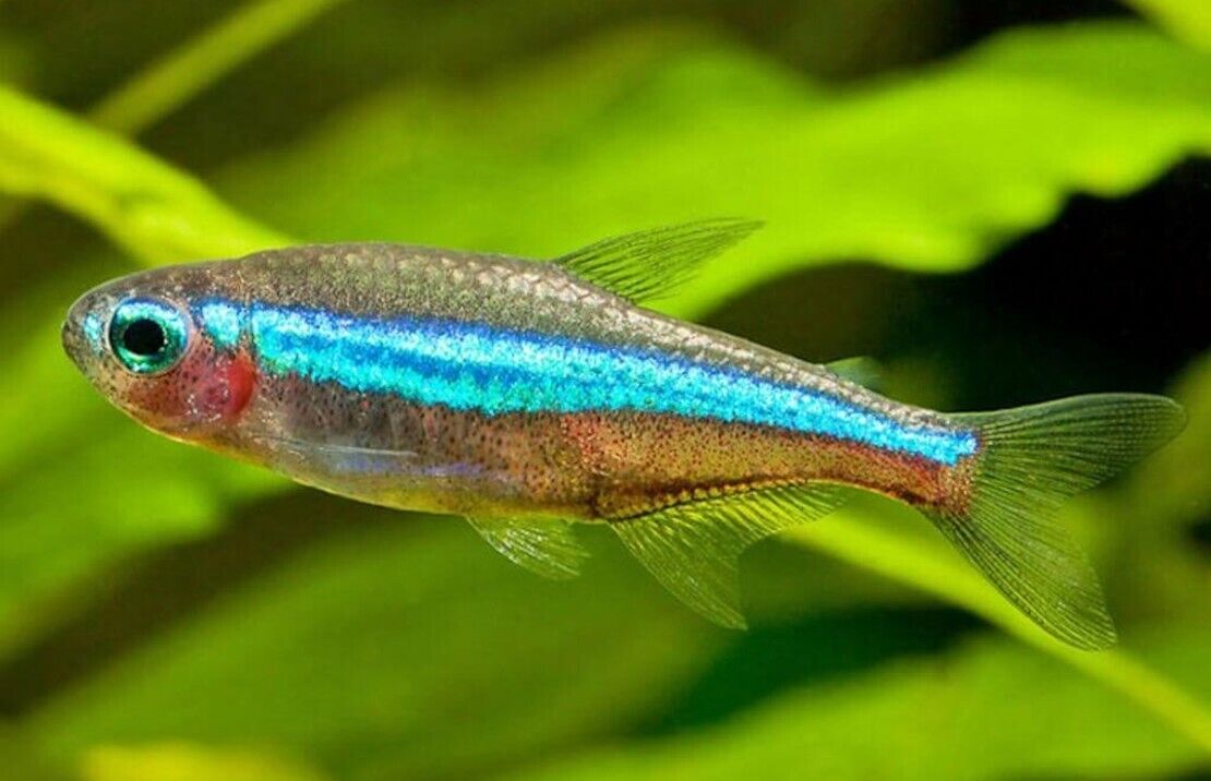 12, 24, 36,  RARE Green Neon Tetra (Med size) Mesmerizing Vibrant Live Fish