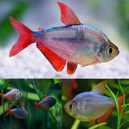 3x, 6x or 12x Columbian Tetra - Dazzling! Aquatic Enchantment! 🐠 Live Fish