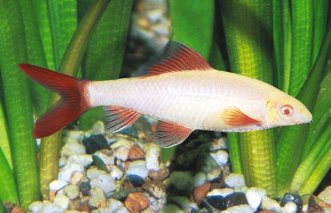 3x Albino Redtail Sharks 2" awesome Active and healthy Live Freshwater Fish