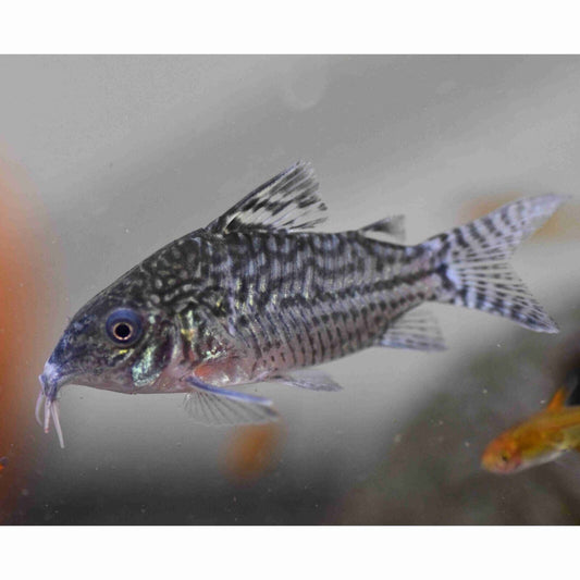 (3 Pack) Corydoras Soldalis- False Network Corydora - Live Fish Awesome Lively