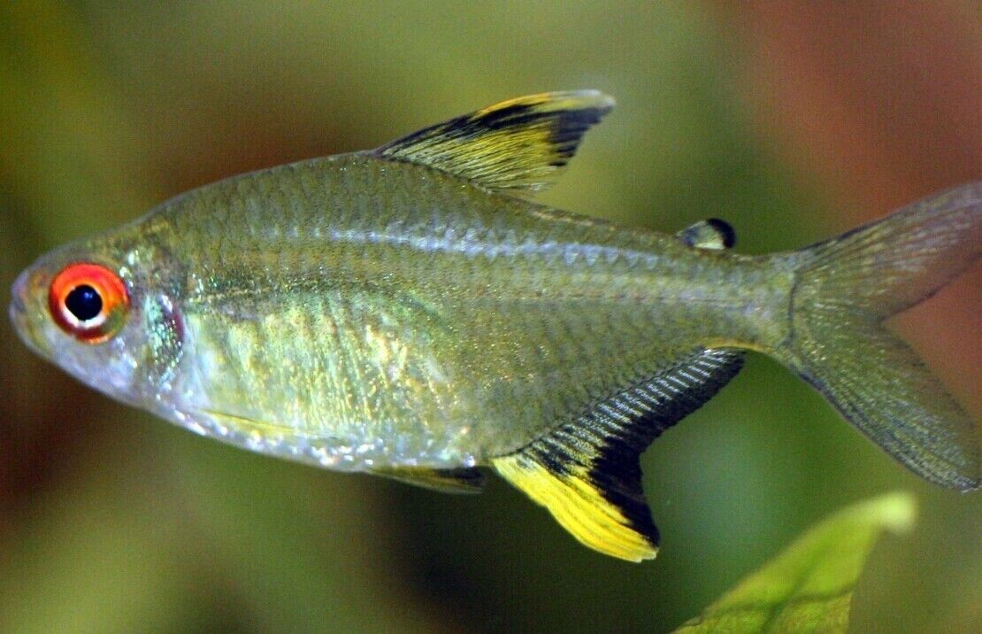 12x Lemon Tetra - Hyphessobrycon pulchripinnis - Live Fish Schooling Aquarium