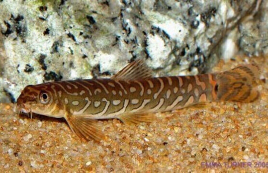 3x 🌟 Indian Zodiac Loach - Mystical Aquatic Enchantment! 🐠 Live Fish Fast Ship